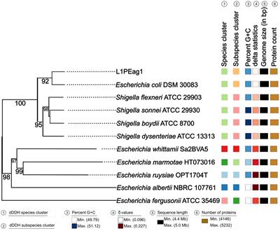 Genome characterization of a multi-drug resistant Escherichia coli strain, L1PEag1, isolated from commercial cape gooseberry fruits (Physalis peruviana L.)